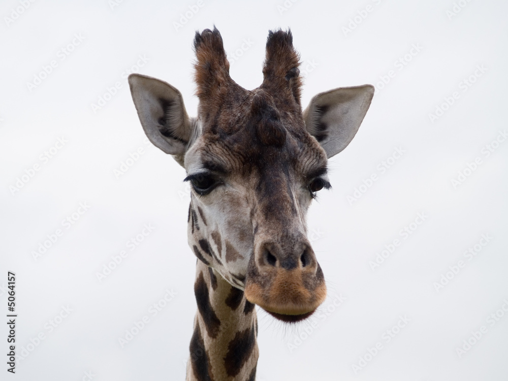 Obraz premium giraffe