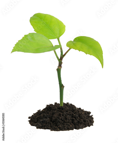 Growing green plant