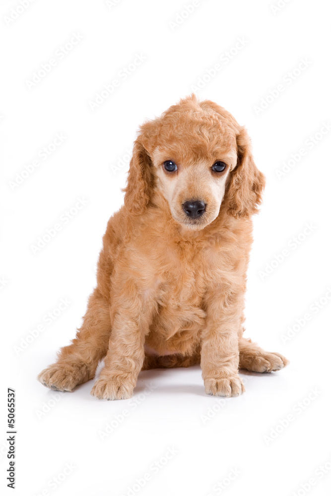 Poodle Medium puppy