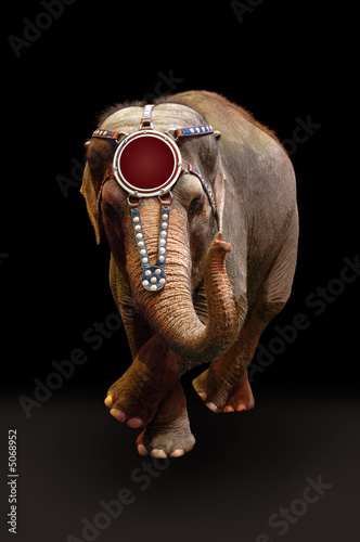 Canvas Print elephant Performing a dance