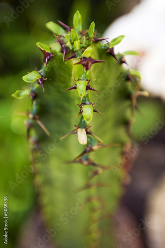 cactus © Mat Hayward