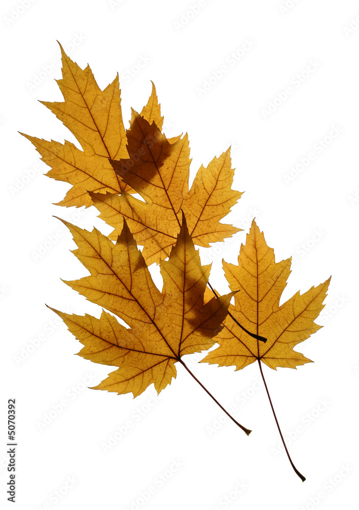 Silver Maple Leaves Isolated on White