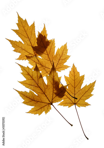 Silver Maple Leaves Isolated on White