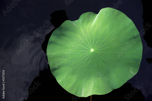 lotus leaf in water