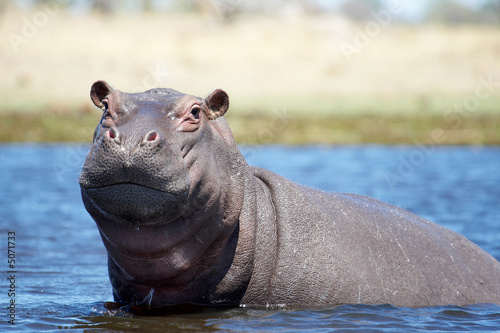 Mirada de hipopótamo photo