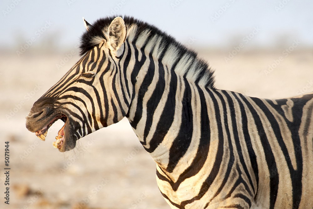 Cebra africana Cebra africana
