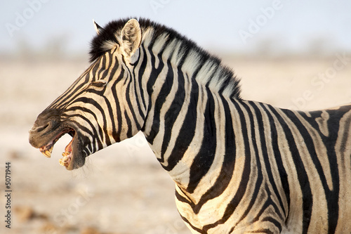 Cebra africana