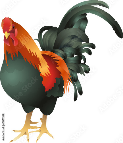 rooster illustration