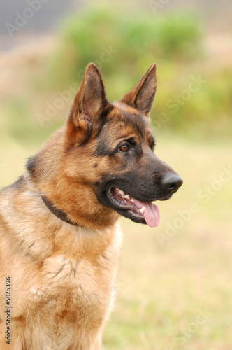 Germa Shephard dog