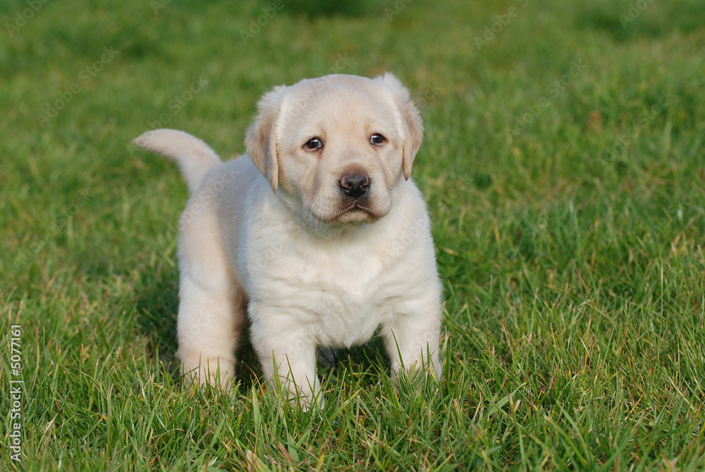 Labrador puppy Labrador puppy