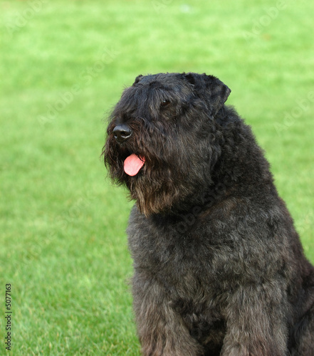 Bouvier des Flandres