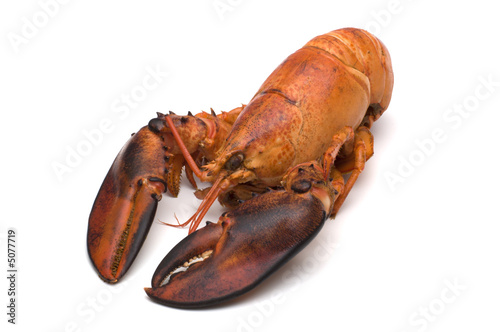 lobster on white background 