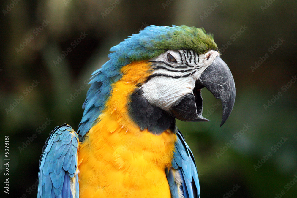Obraz premium Macaw
