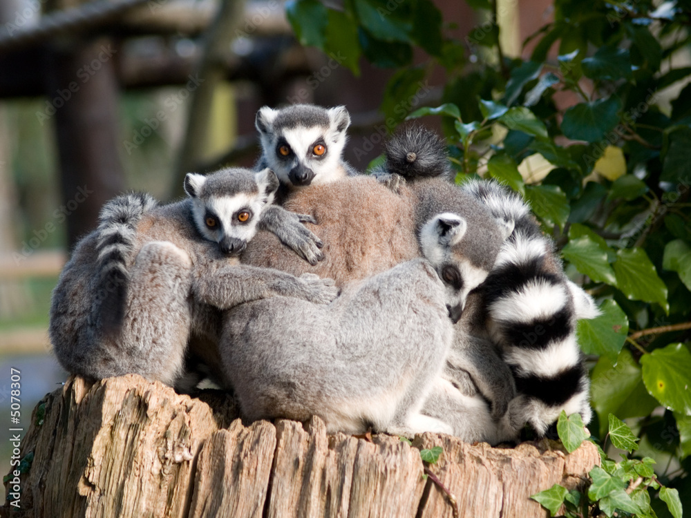 Obraz premium lemurs
