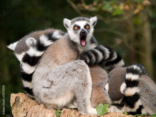 lemurs © AGITA LEIMANE
