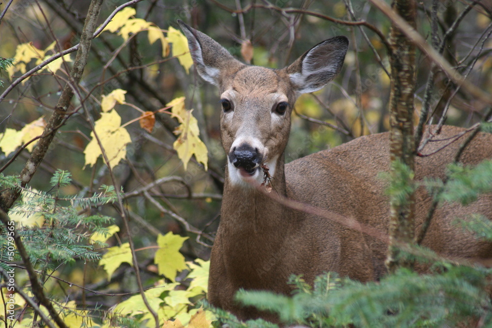Fototapeta premium cerf, biche, chevreuil