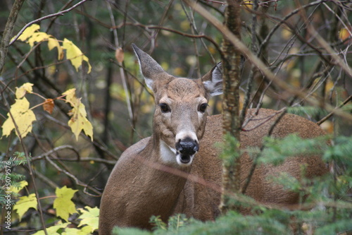 cerf biche