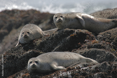 Harbor Seals Sunning