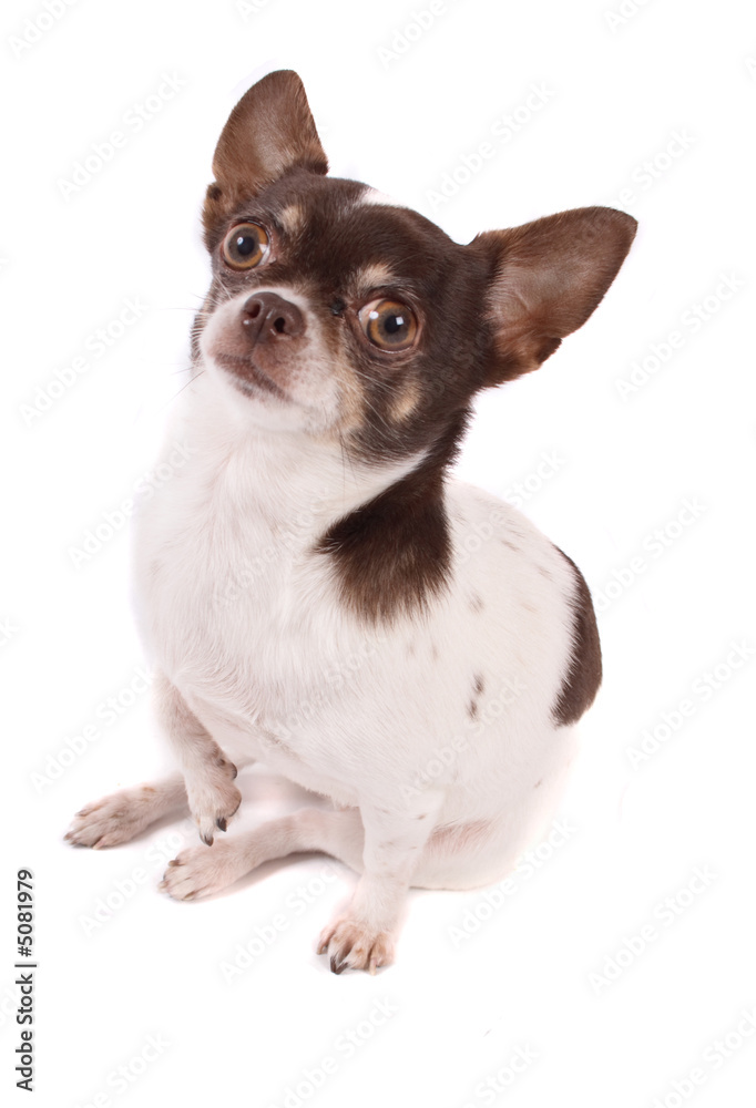chihuahua chihuahua