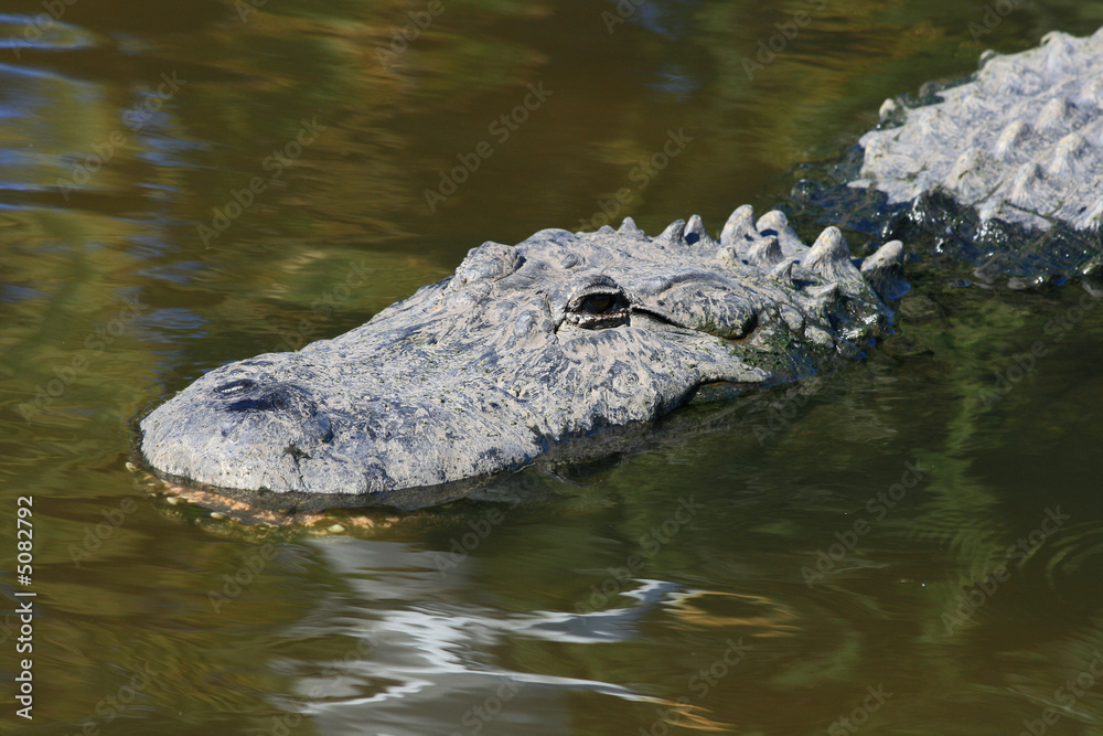 alligator in a park alligator in a park