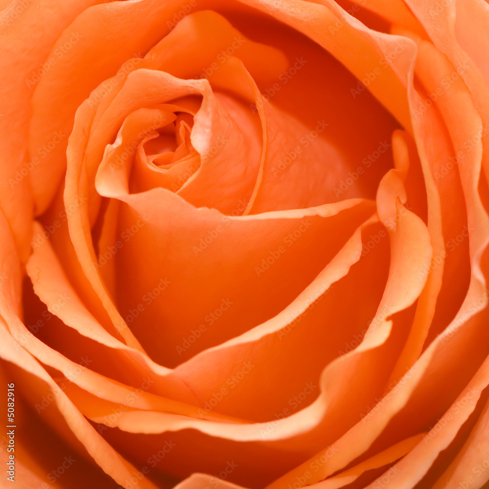 Beautiful pink flower
