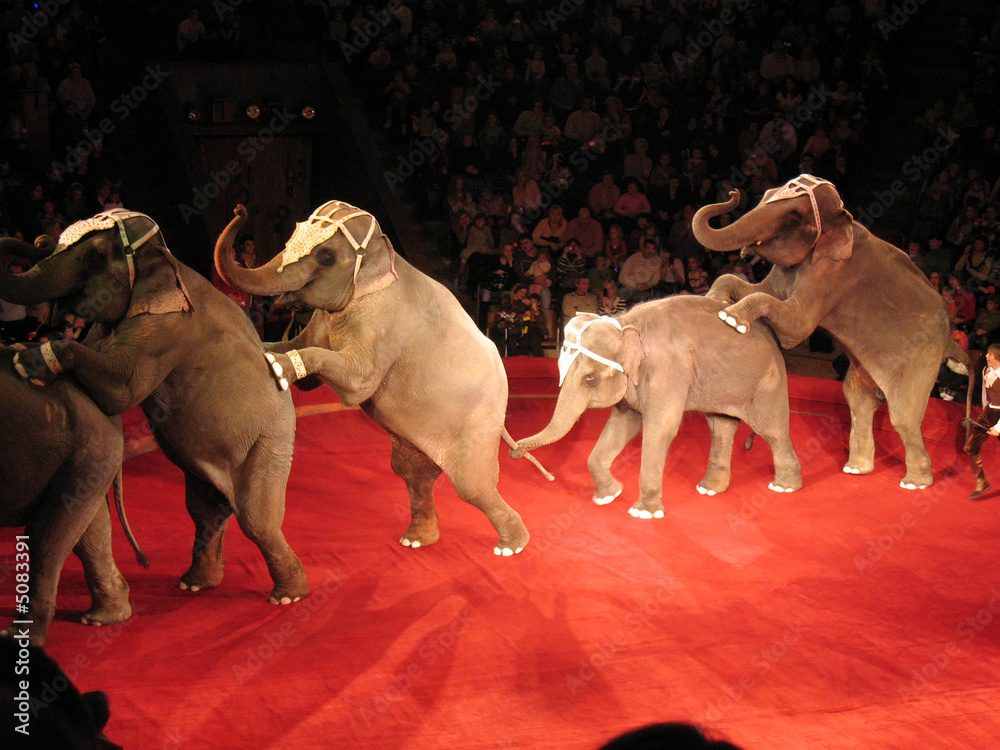 elephants at circus - obrazy, fototapety, plakaty 