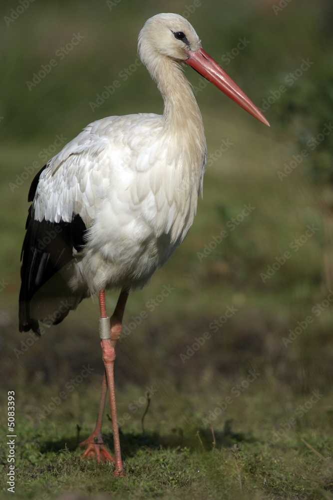 Cigogne blanche Cigogne blanche