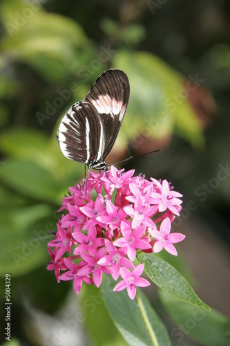 butterfly drinking nectar