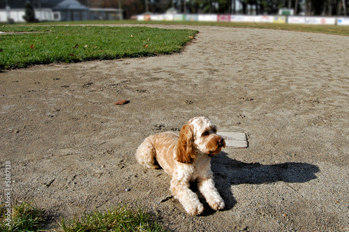 baseball dog
