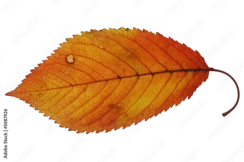 feuille de cerisier feuille de cerisier
