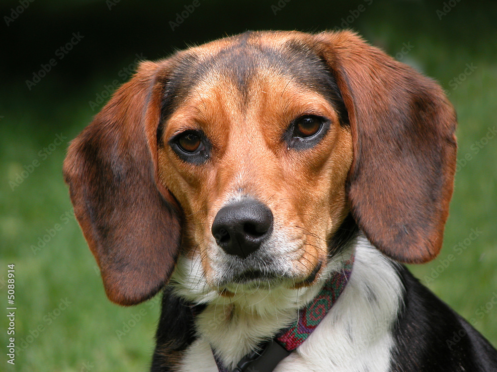 Beagle Hound Beagle Hound