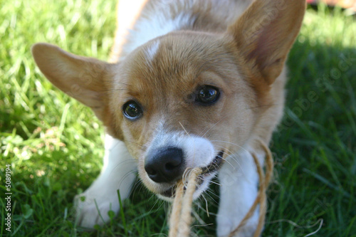 A Welsh Corgoi Playing Tug of War