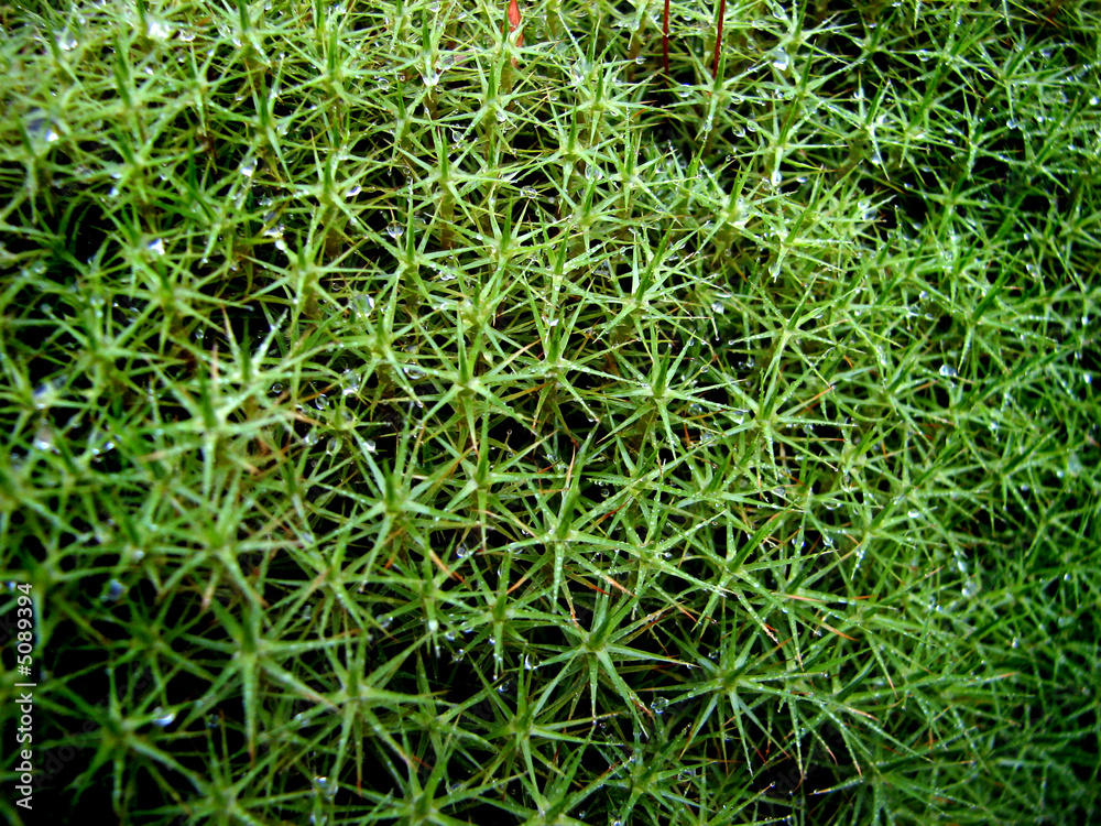 Mosses