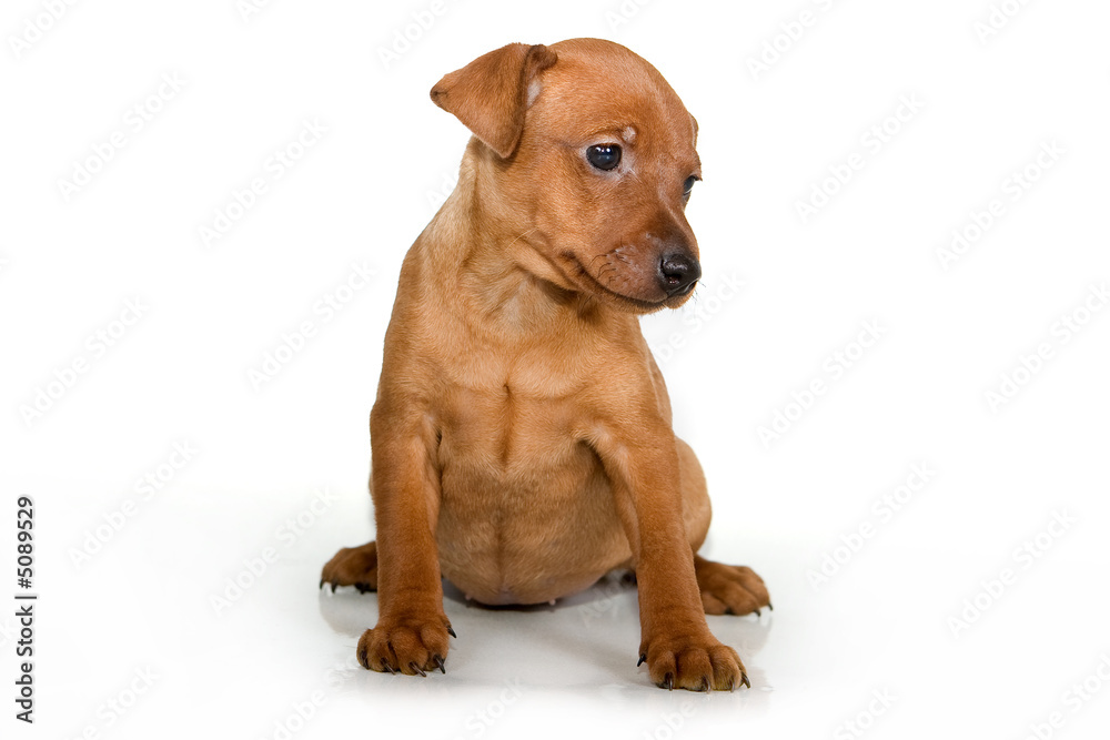 Obraz premium Pinscher puppy