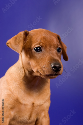 Pinscher puppy on a blue background © Dixi_