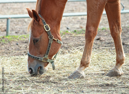 Grazing Horse