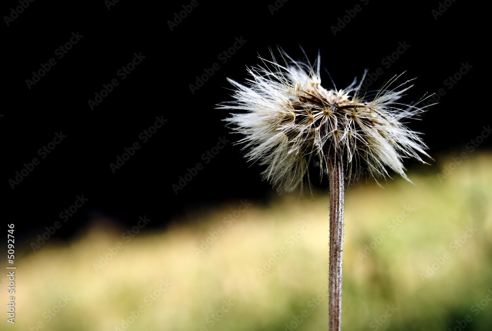 Obraz premium dandelion flower