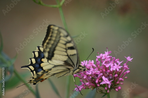 papillon2