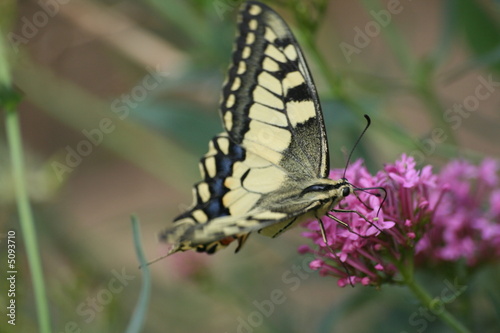papillon1