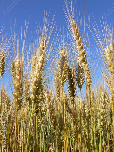 Ripe wheat ears.