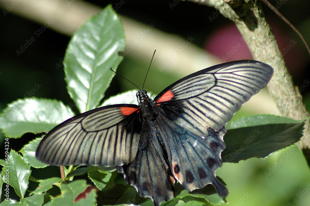 Fototapeta premium Butterfly on the leaf