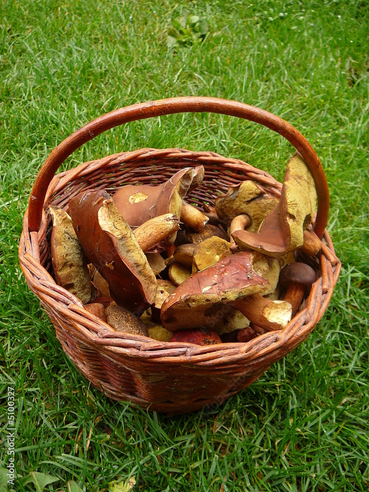Mushrooms Mushrooms
