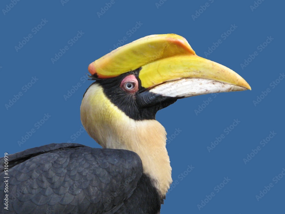 Obraz premium oiseau