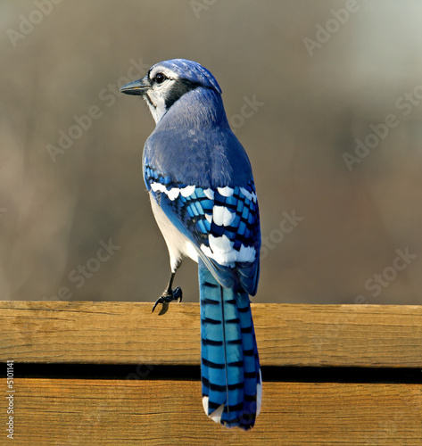 Blue Jay perched on a deck rail.