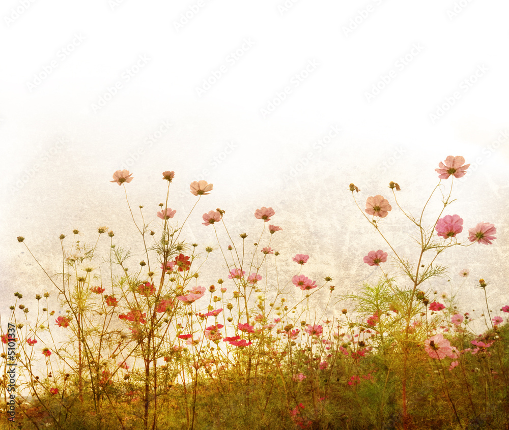 Fototapeta premium old-fashioned flower