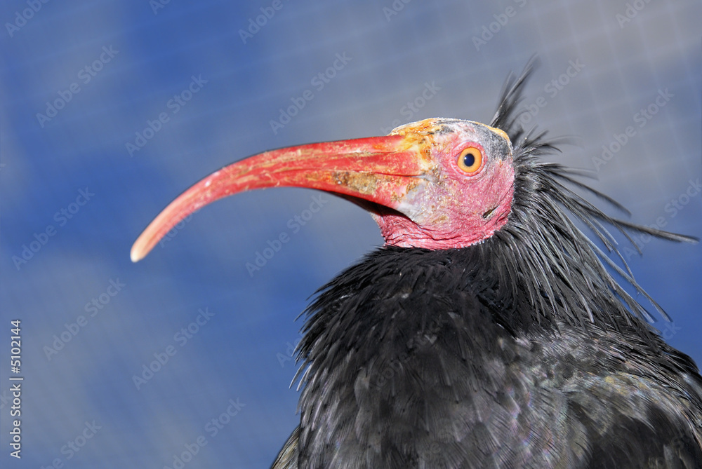 Fototapeta premium Ein netter Waldrapp