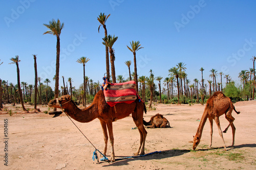 Morocco, Marrakech: palm trees and camel