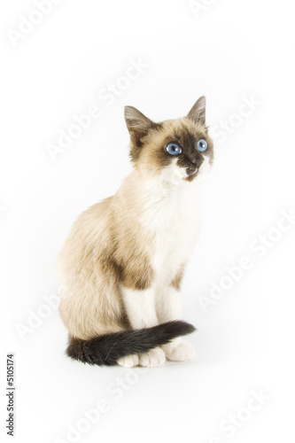 Beautiful cat isolated on white background