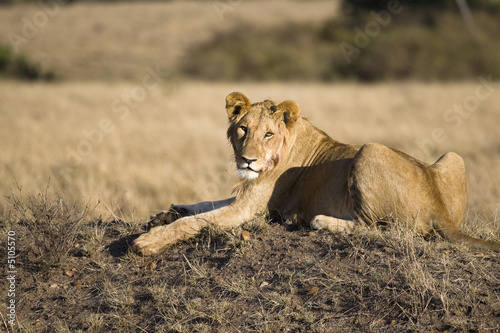 Male Lion