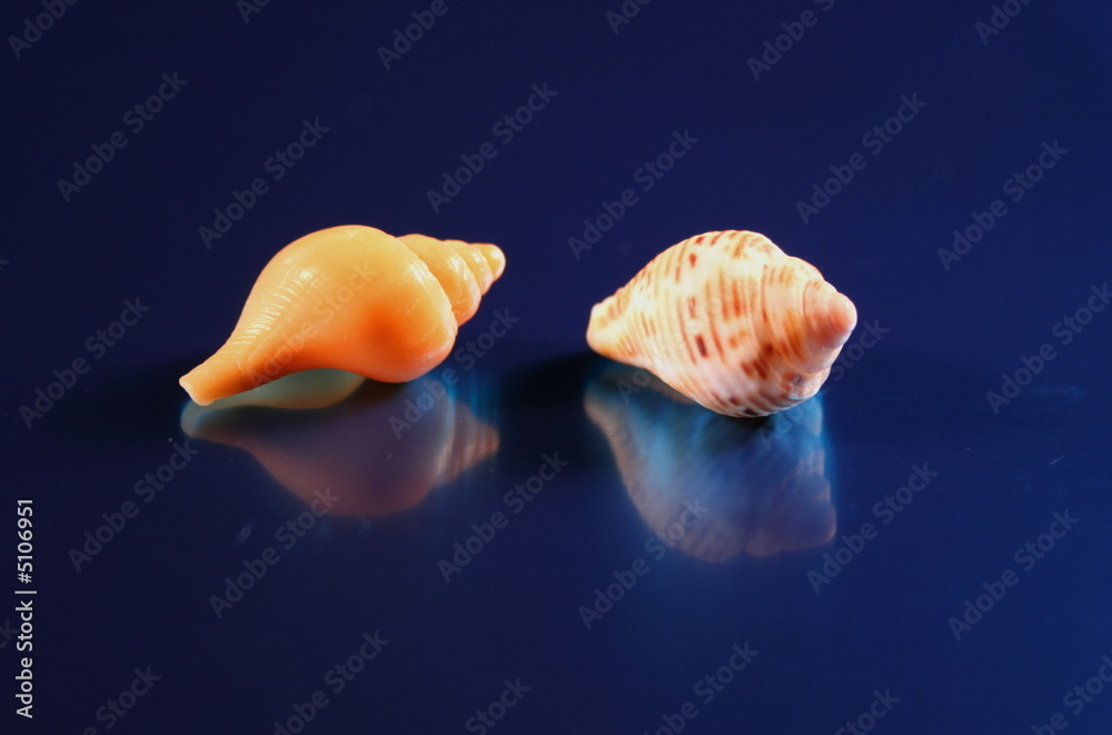Muscheln Muscheln